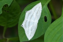 Acropteris ciniferaria