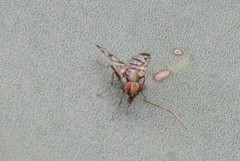 Pseudodyscrasis scutellaris