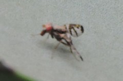 Pseudodyscrasis scutellaris