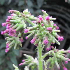 Erechtites valerianifolius