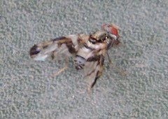 Pseudodyscrasis scutellaris
