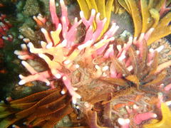 Stylaster nobilis