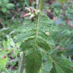 Erechtites valerianifolius