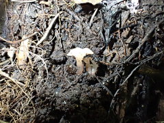 Ombrophila rivulorum