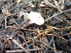 Ombrophila rivulorum