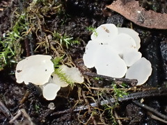 Ombrophila rivulorum