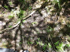 Ombrophila rivulorum