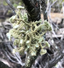 Usnea scabrida