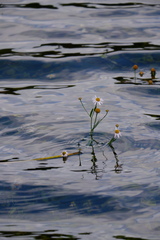 Boltonia montana