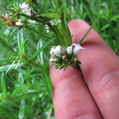 Galianthe bogotensis