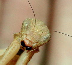 Dystacta alticeps