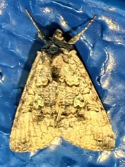 Syngrapha viridisigma