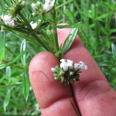 Galianthe bogotensis