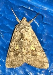 Syngrapha viridisigma