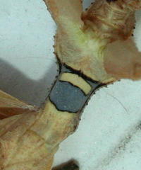 Dystacta alticeps