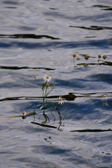 Boltonia montana