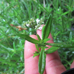 Galianthe bogotensis