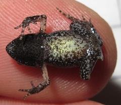 De Villier's Moss Frog photo 4