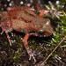 De Villiers's Moss Frog - Photo (c) Alex Rebelo, some rights reserved (CC BY-NC), uploaded by Alex Rebelo