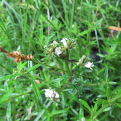 Galianthe bogotensis
