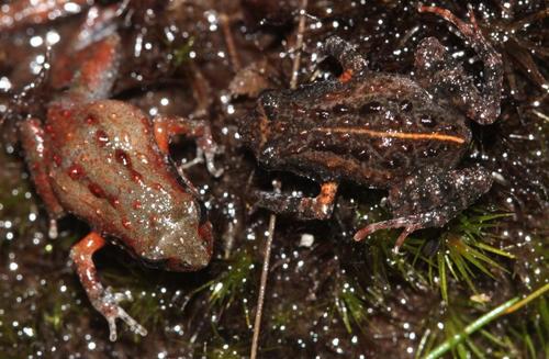 De Villiers's Moss Frog
