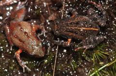 De Villier's Moss Frog photo 5