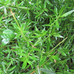 Galianthe bogotensis