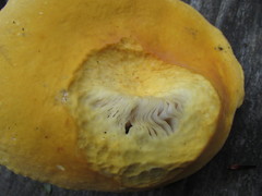 Russula ochroleucoides