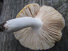 Russula ochroleucoides