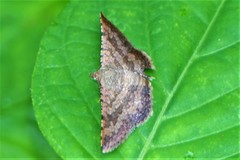 Aglaopus bivittata