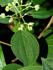 Miconia secundivaricata