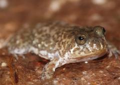 Poyntonia paludicola