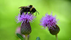 Bombus campestris