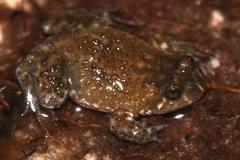 Poyntonia paludicola