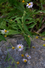 Boltonia montana
