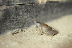 Microhyla