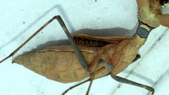 Dystacta alticeps
