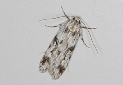 Stenoptena icmaea