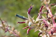 Puya coerulea