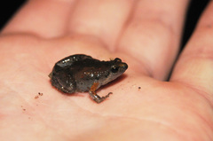 Microhyla