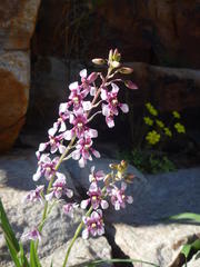 Cyanella orchidiformis