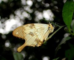Papilio dardanus cenea
