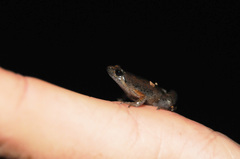 Microhyla