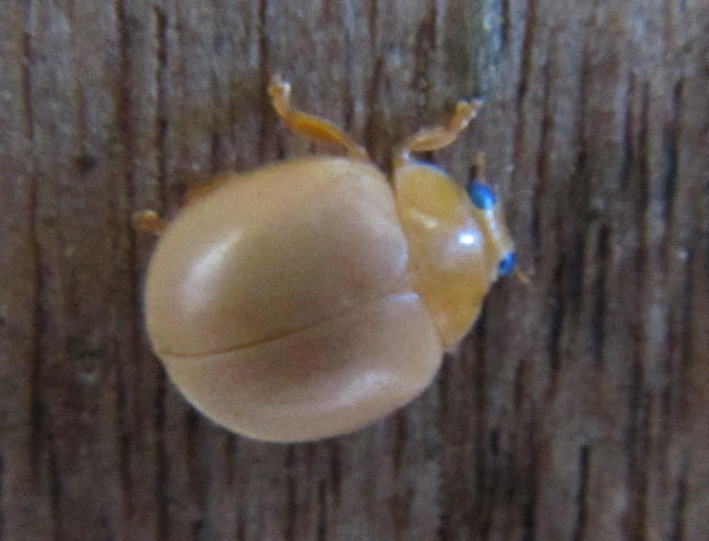 Common Blue-eye Lady Beetle