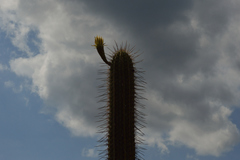 Trichocereus chiloensis chiloensis
