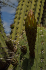 Trichocereus chiloensis chiloensis