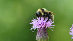 Bombus campestris