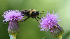 Bombus campestris
