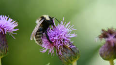 Bombus campestris