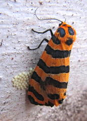 Amphicallia bellatrix